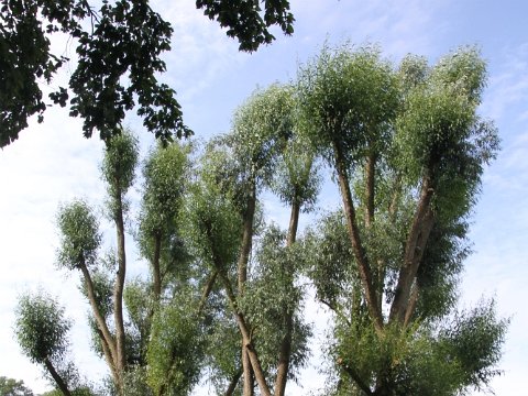 Roemerbrunnen_Baume IMG_5341x1000